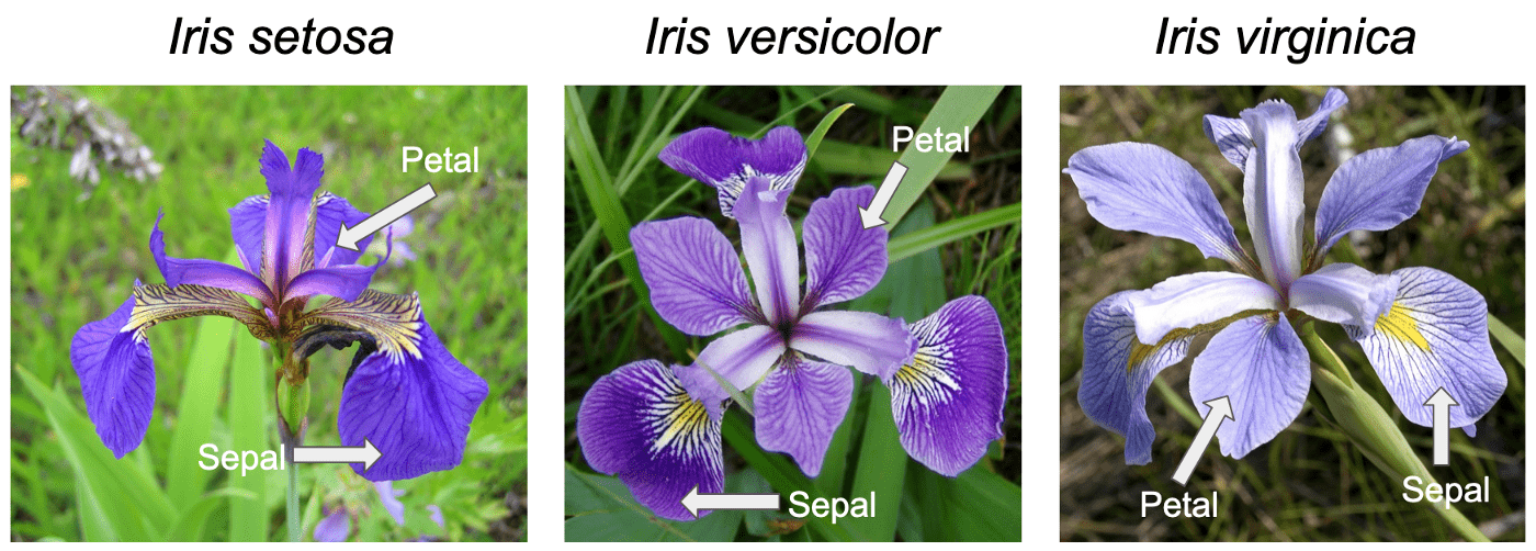 3 different iris flowers
