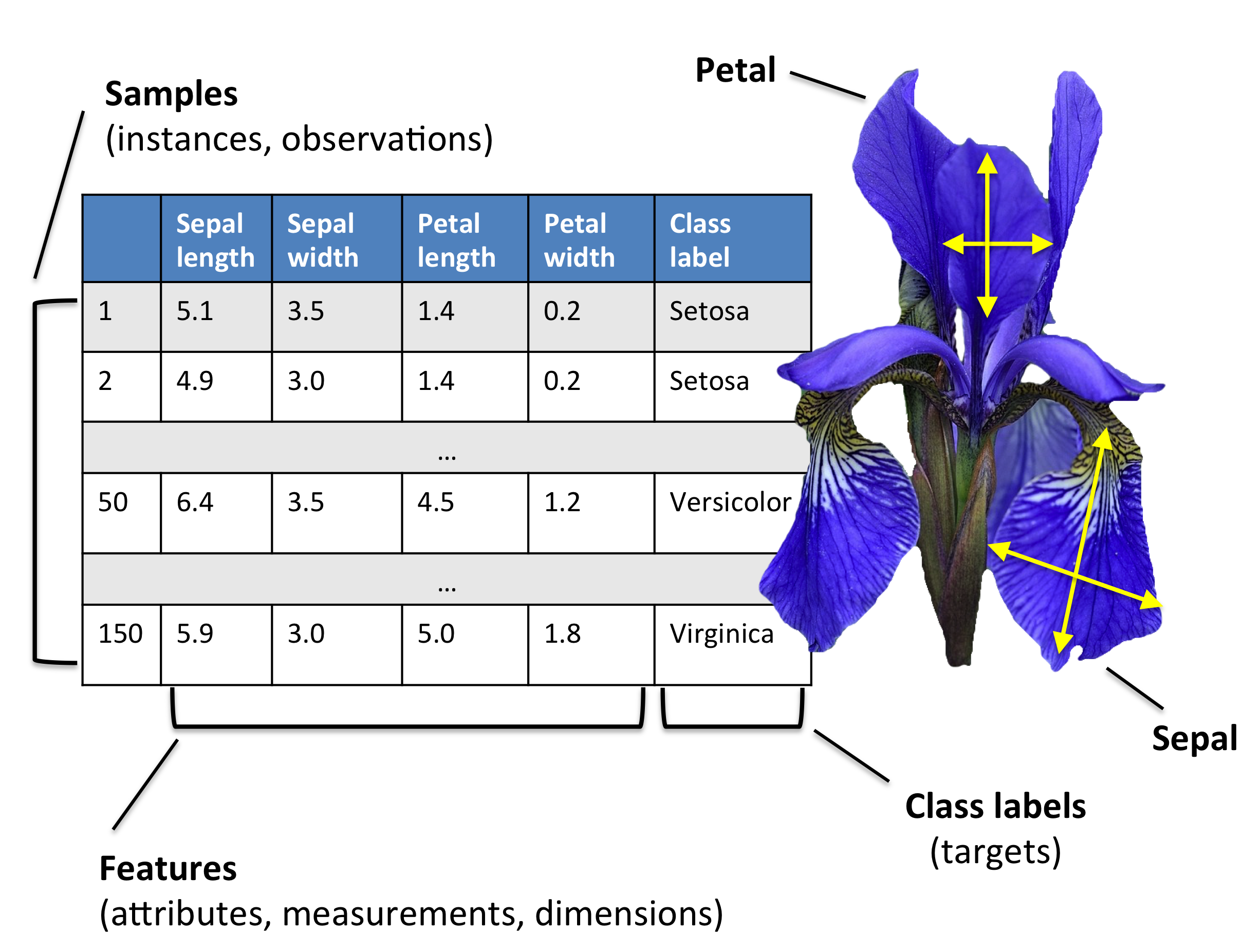 3 different iris flowers